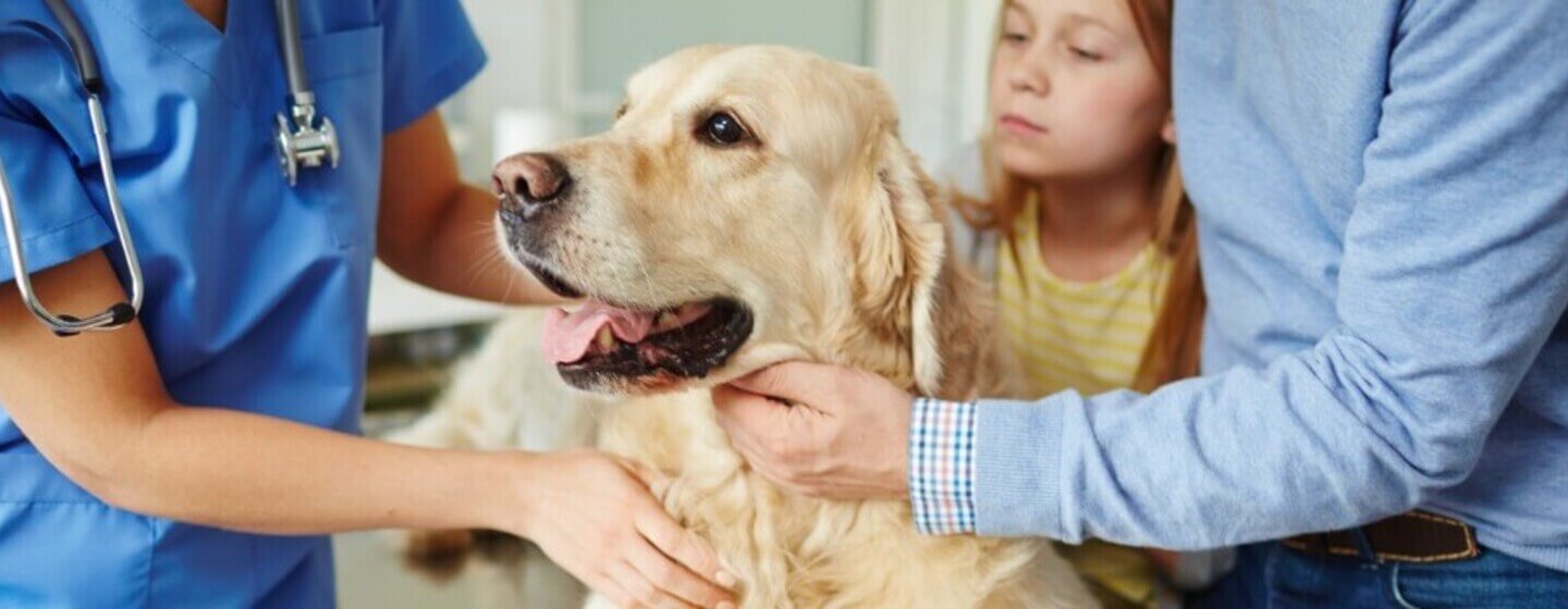 Golden Retriever wird von Besitzern und Tierarzt gehalten