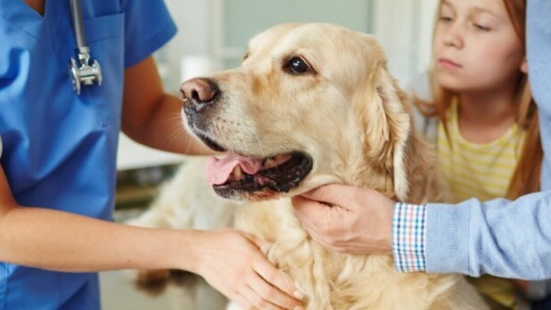 Golden Retriever tenu par ses propriétaires et la vétérinaire