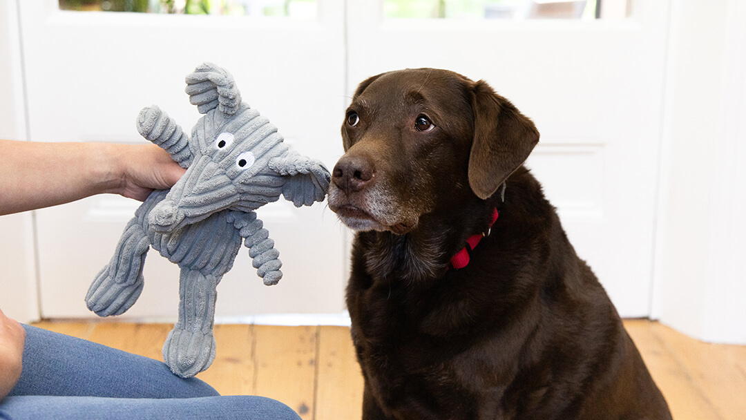 Traurig aussehender Hund mit Spielzeug