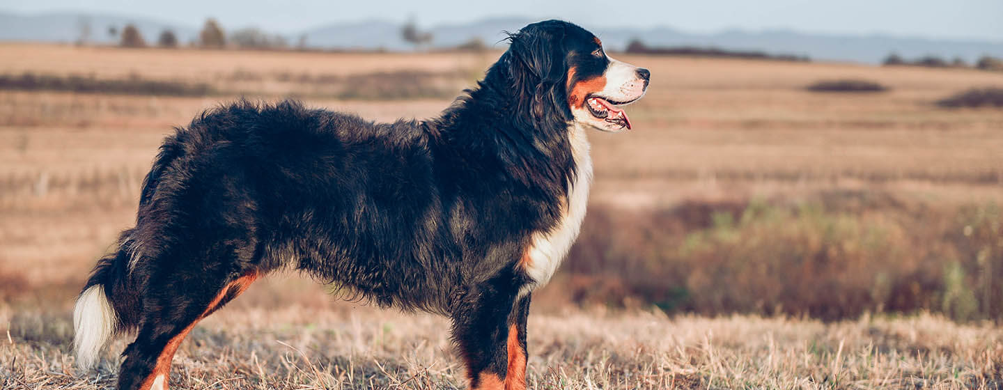 Hund, der in einem Feld steht