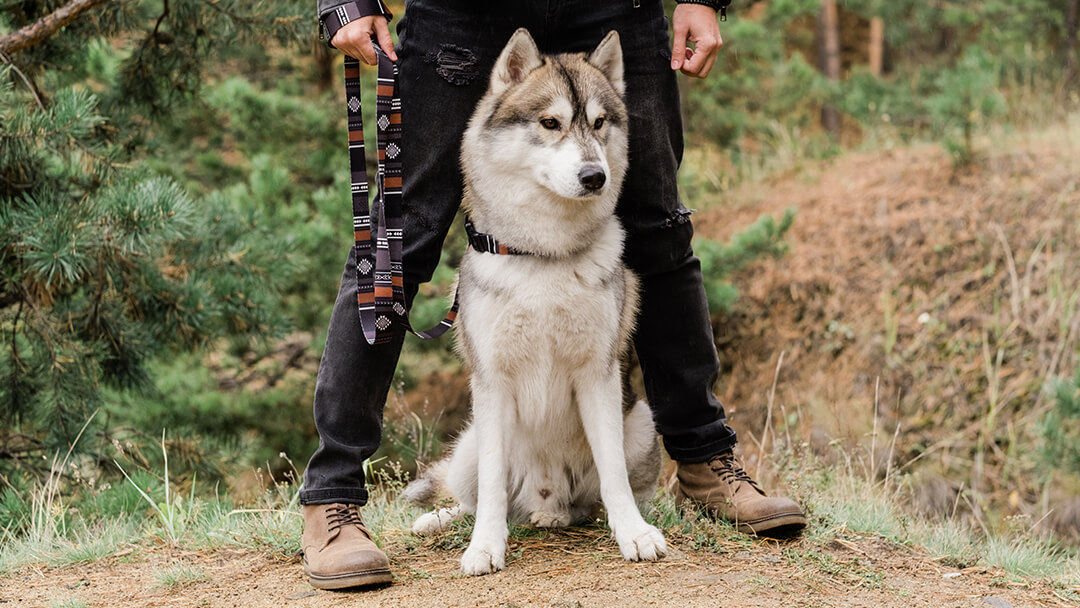 Stehender Hund mit Besitzer im Wald