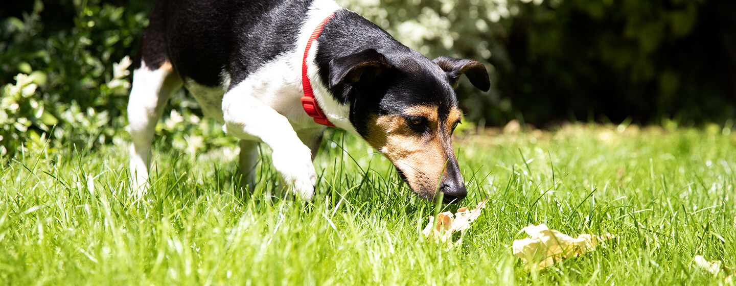 Kleiner Hund schnüffelt im Gras