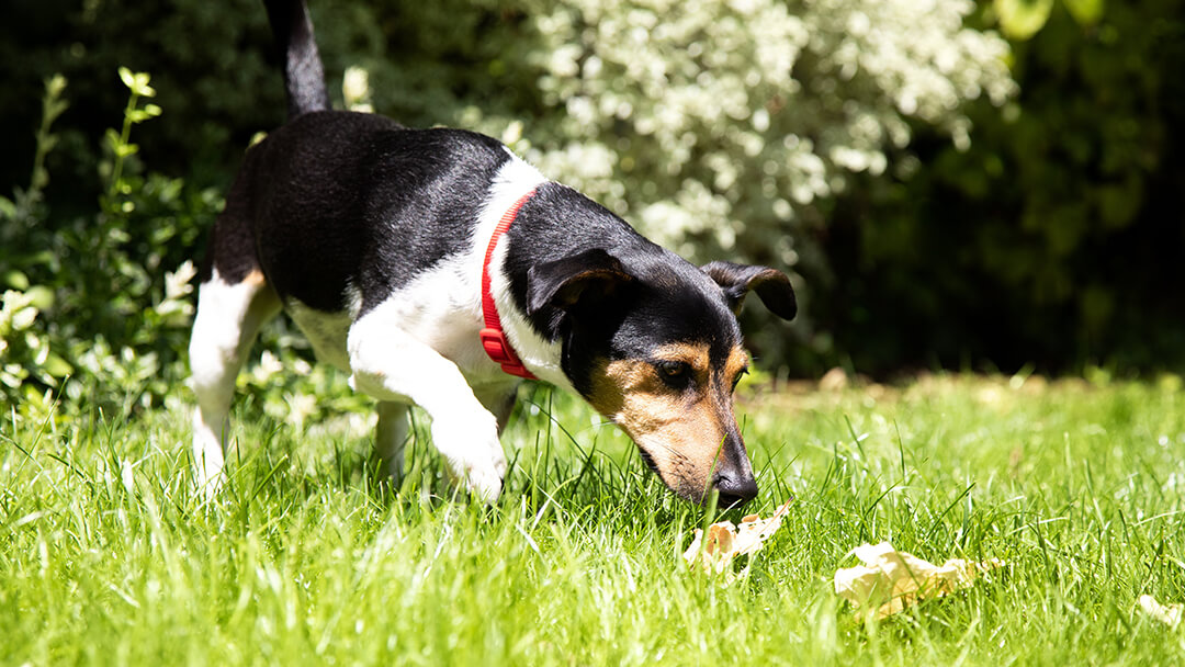 Kleiner Hund schnüffelt im Gras