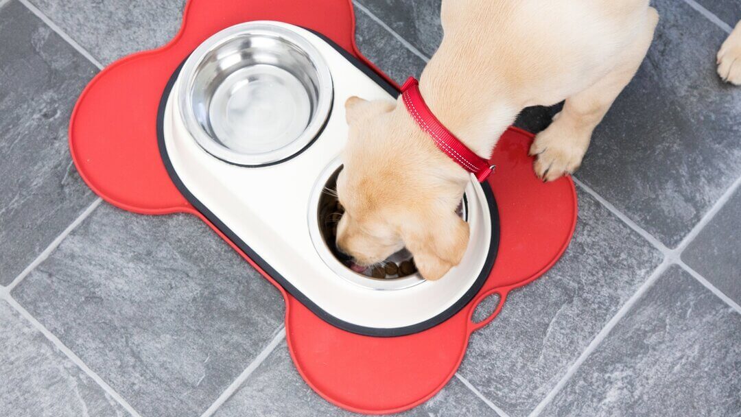 Chien mangeant dans une gamelle