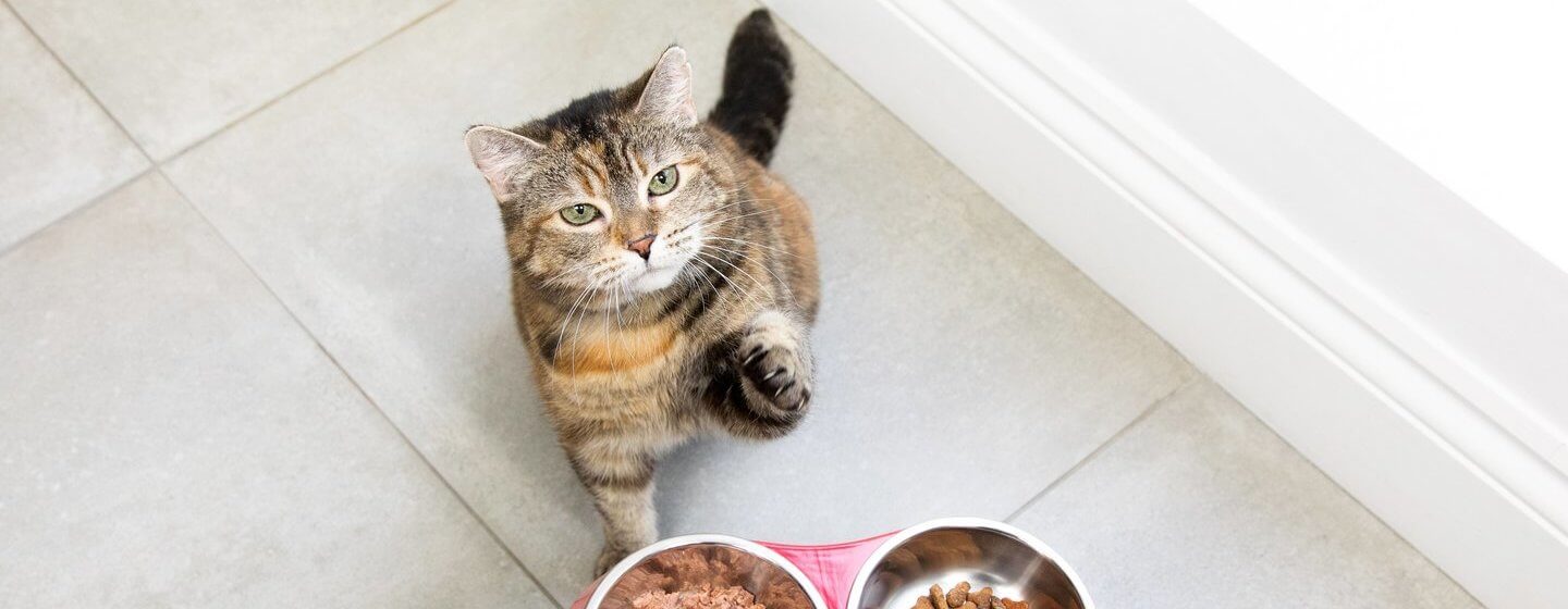 Chat attendant de la nourriture