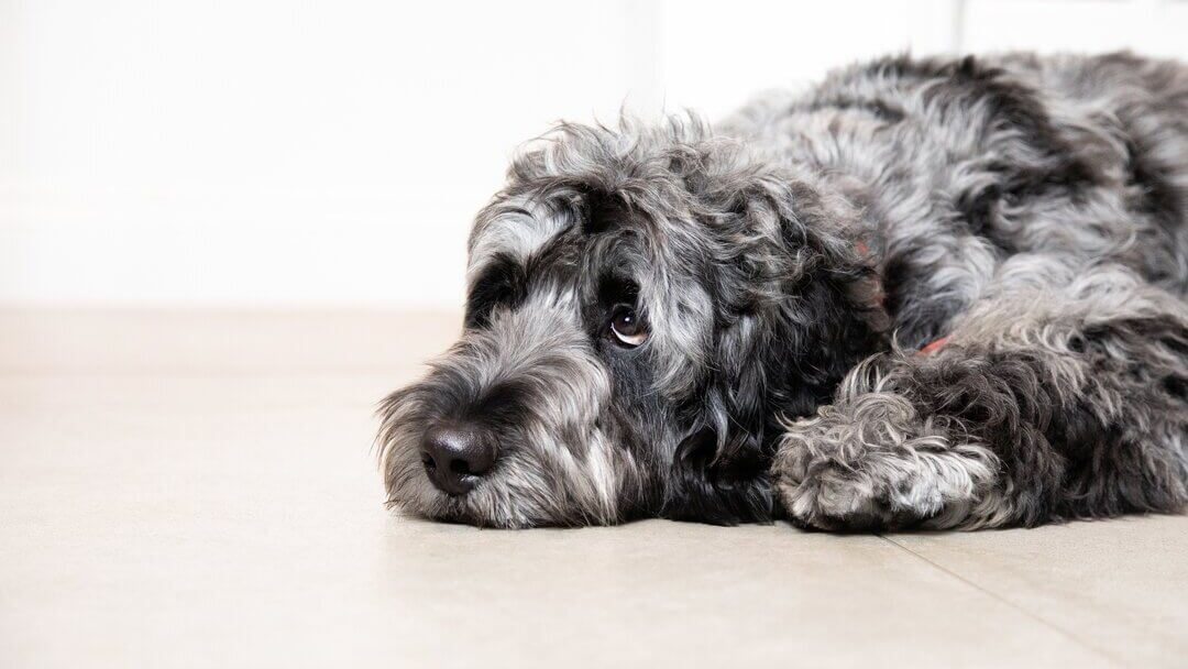 Chien gris triste, allongé sur le sol