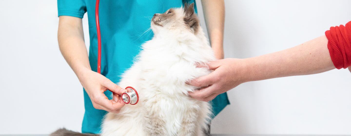 Flauschige Katze, die von einem Tierarzt untersucht wird