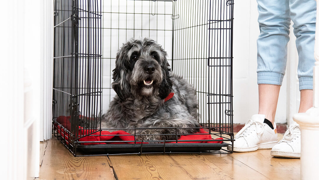 Hund, der im Käfig liegt