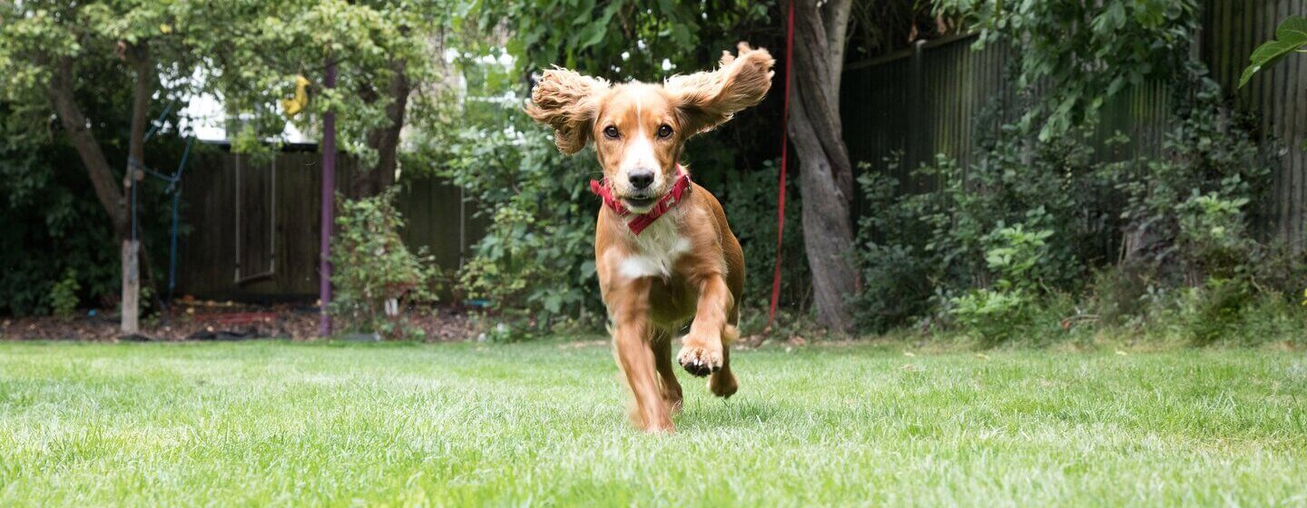 Chiot courant dans un jardin