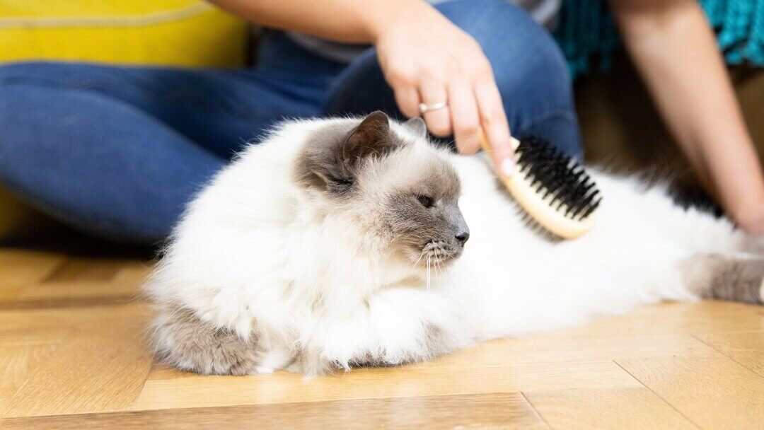 Weisse Katze wird gebürstet