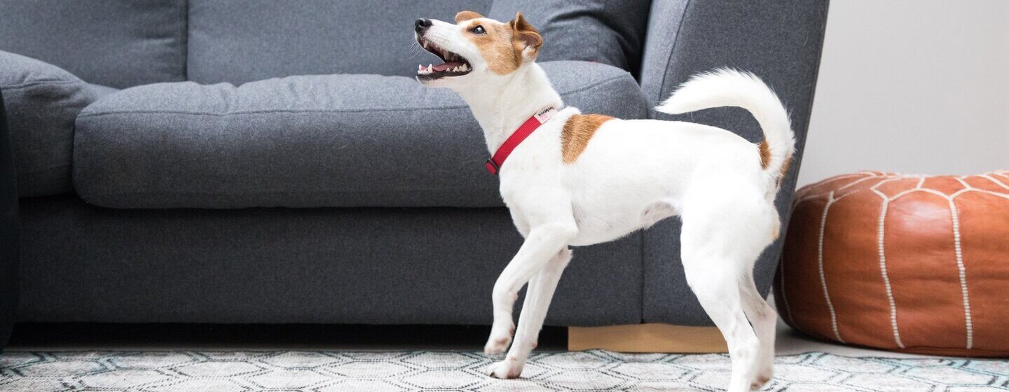 Petit chien aboyant dans une maison