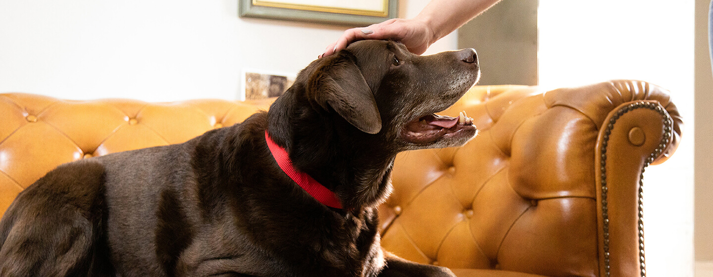 Hund sitzt auf hellblauem Sofa