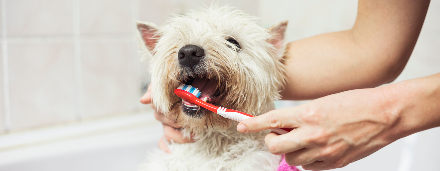 petit chien blanc se faisant brosser les dents