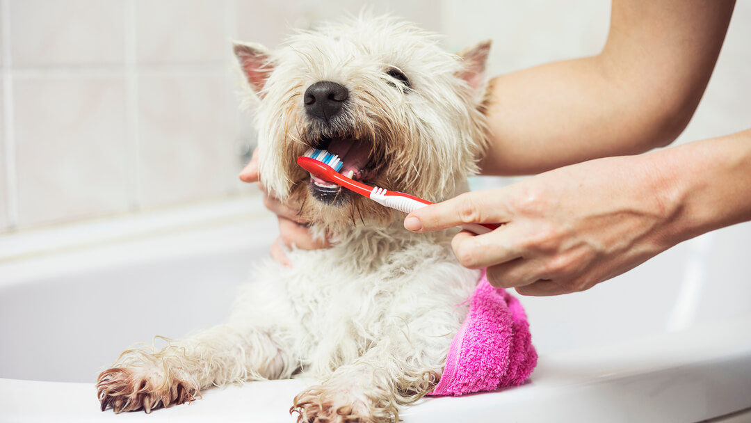 petit chien blanc se faisant brosser les dents