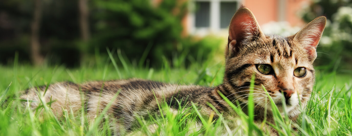 Chat assis dans l'herbe