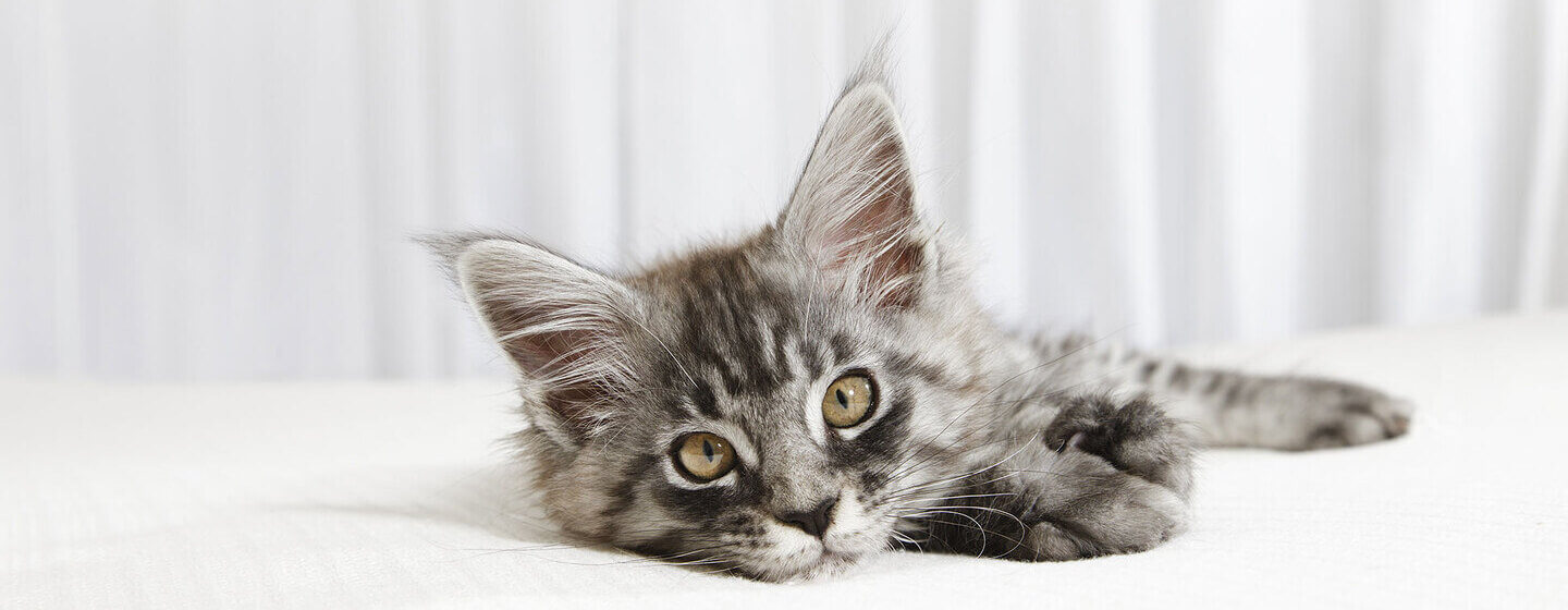 petit chaton couché sur un lit blanc