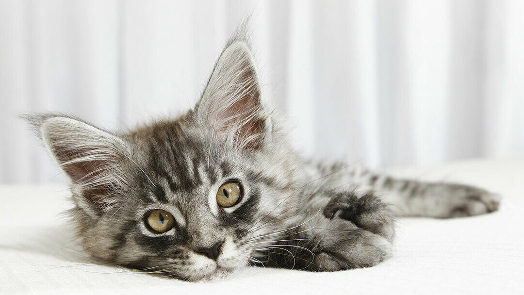 Kleines Kätzchen, das auf einem weissen Bett liegt