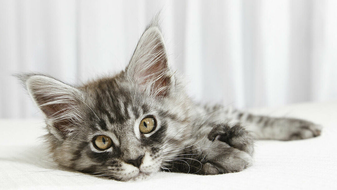 petit chaton couché sur un lit blanc