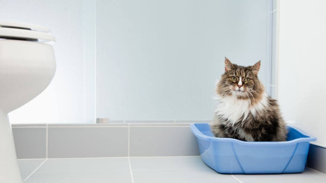 Katze sitzt in einer blauen Katzentoilette im Badezimmer