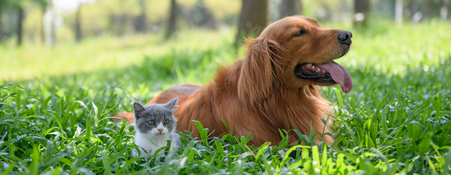 Kleines Kätzchen, das mit Hund im hohen Gras sitzt
