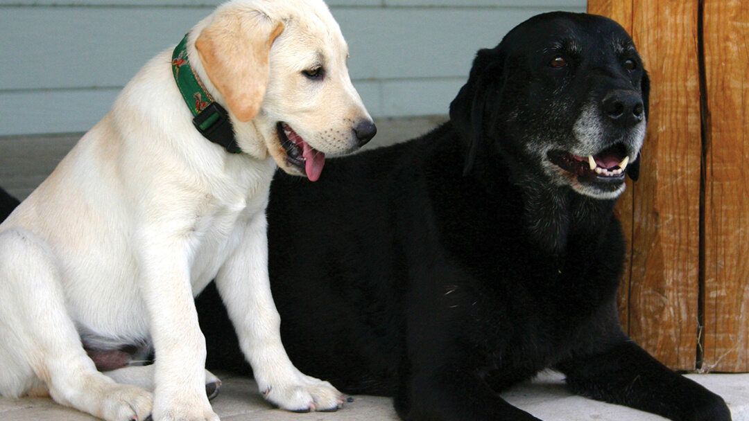 Jeune chiot à côté d'un chien plus âgé