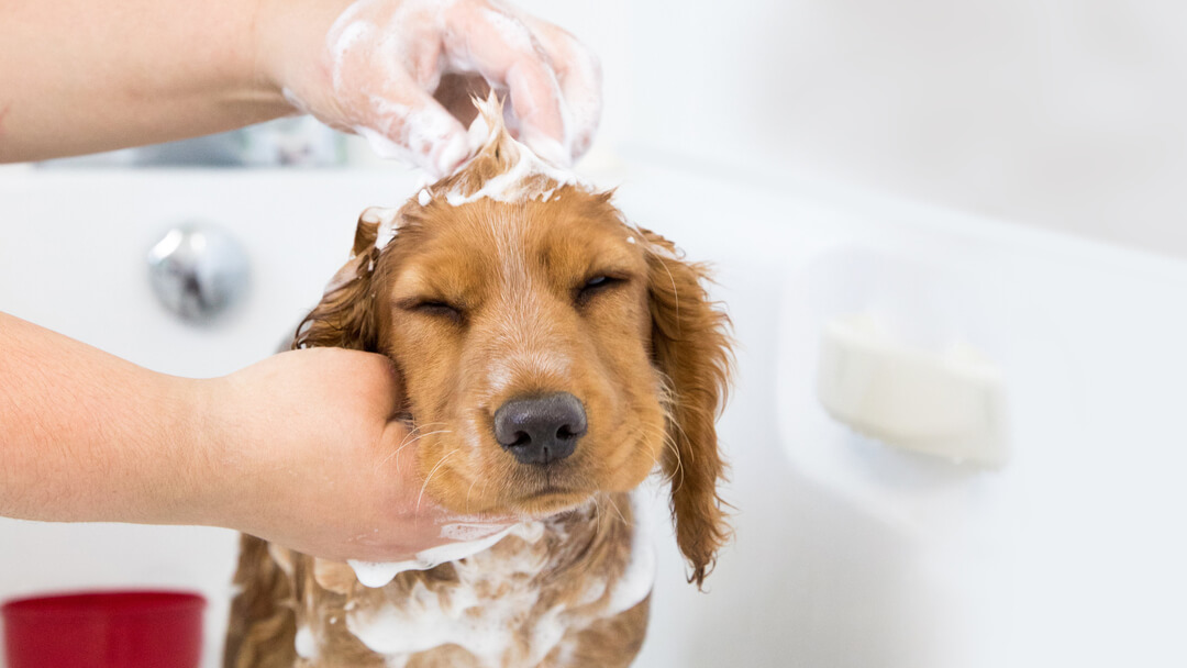 Welpe, der gebadet wird