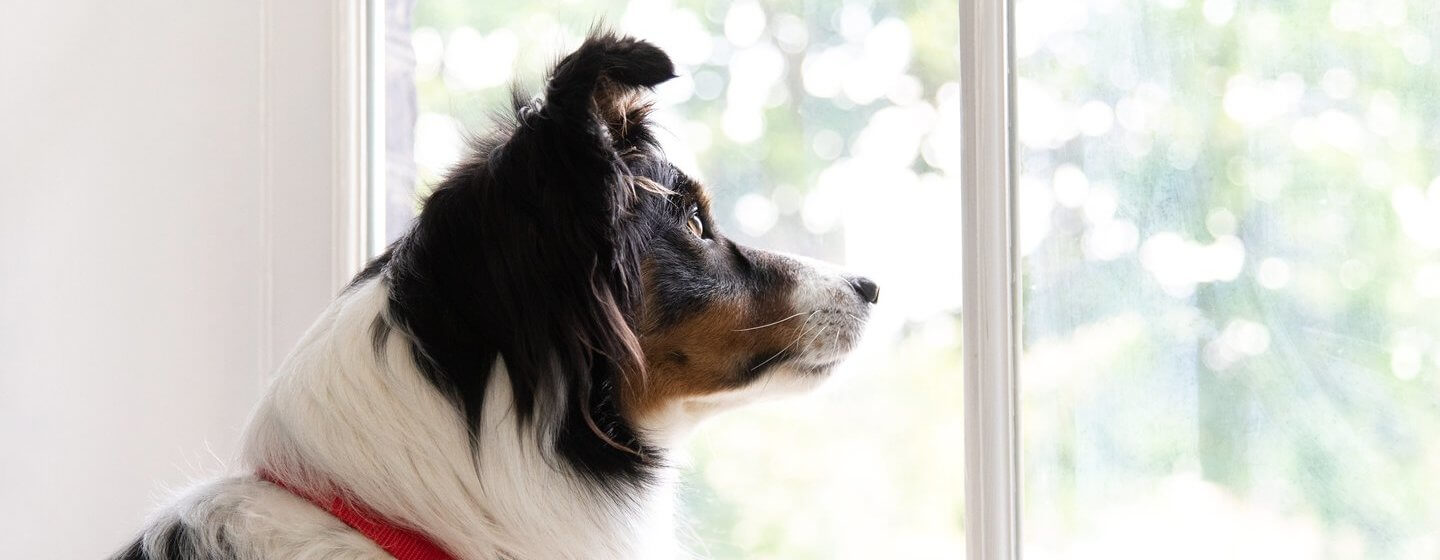 Collie sitzt innen auf einem Fensterplatz und schaut nach draussen