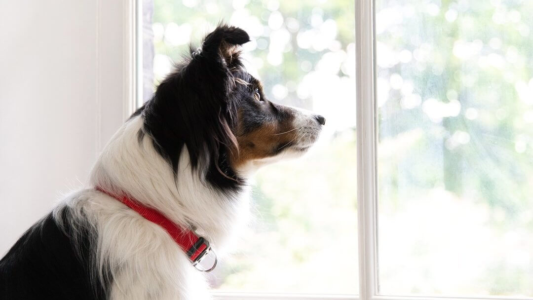 Collie sitzt innen auf einem Fensterplatz und schaut nach draussen