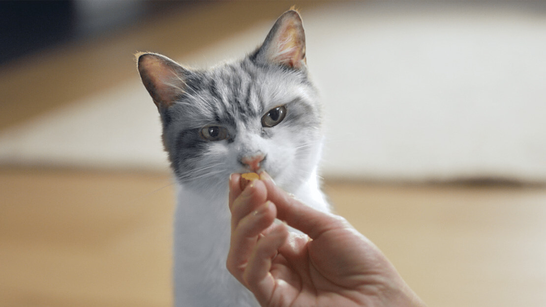 Liste Zahnpflege-Snacks für Katzen