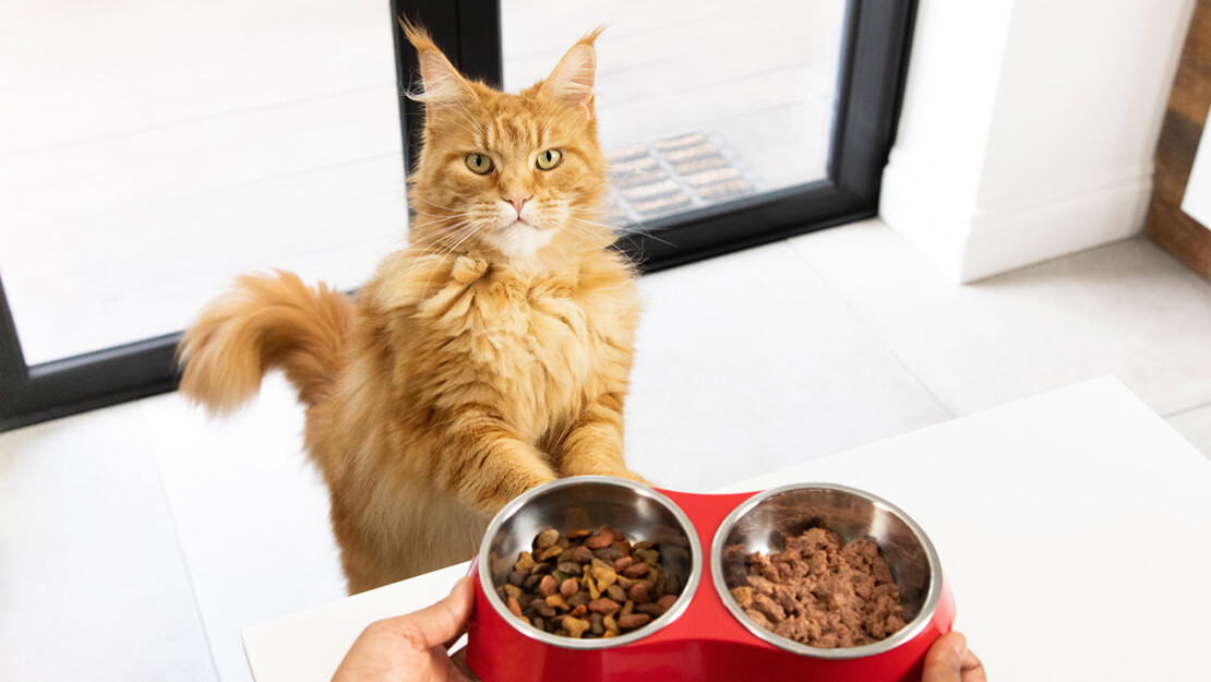 Page de liste des aliments pour chats adultes