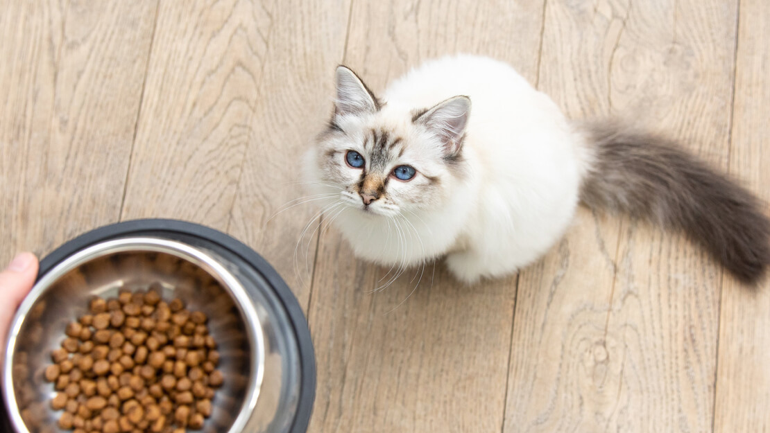 Page de liste des aliments secs pour chatons