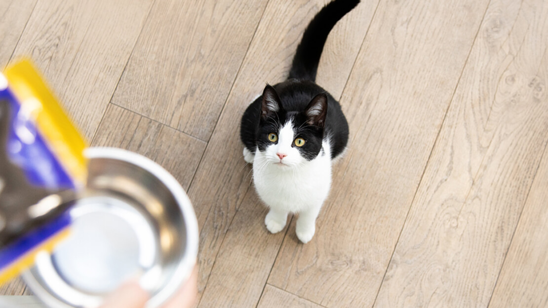 Katzenfutter Kätzchen nasse Auflistungsseite