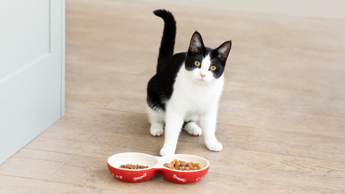 Katzenfutter Kätzchen Auflistungsseite