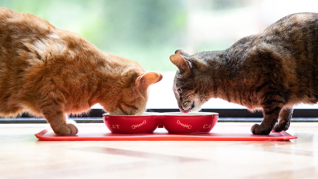 Gamme d’aliments pour chat stérilisé