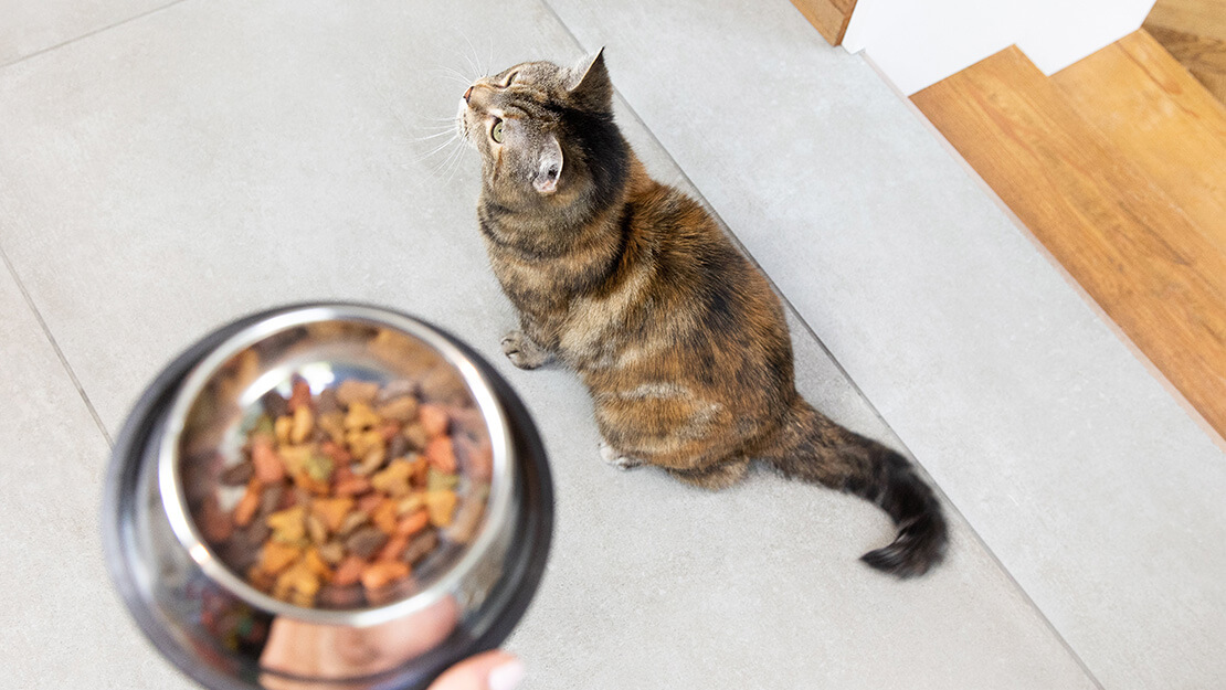 Gamme d’aliments pour chat avec des problèmes gastro-intestinaux