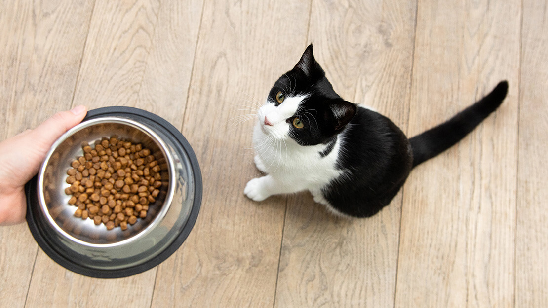 Page de liste des aliments pour chats sans céréales