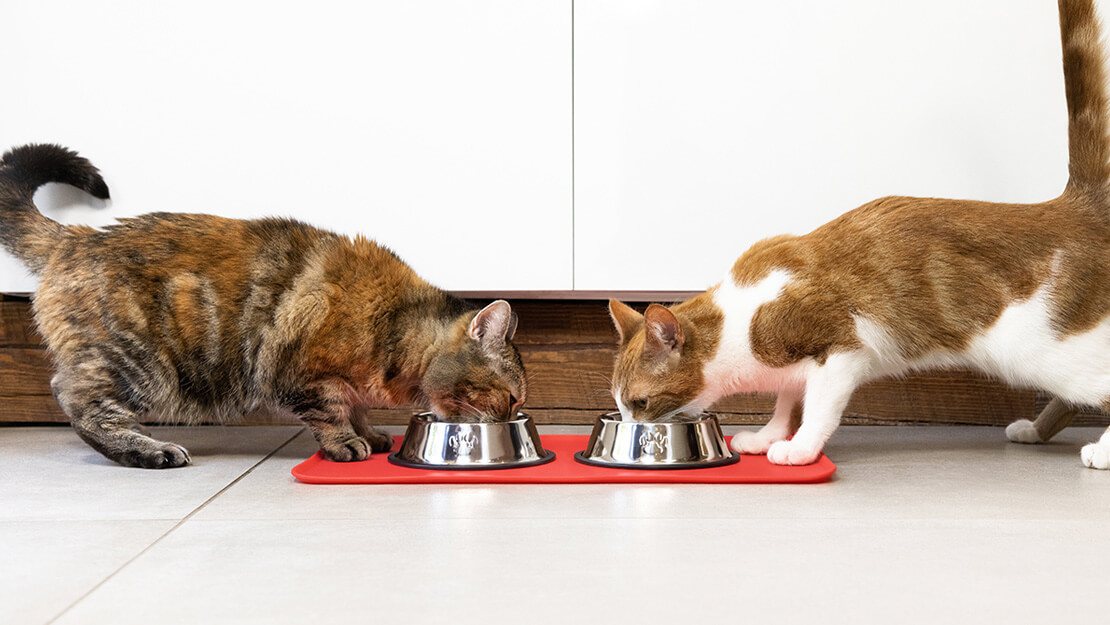 Gamme d’aliments hypoallergéniques pour chat