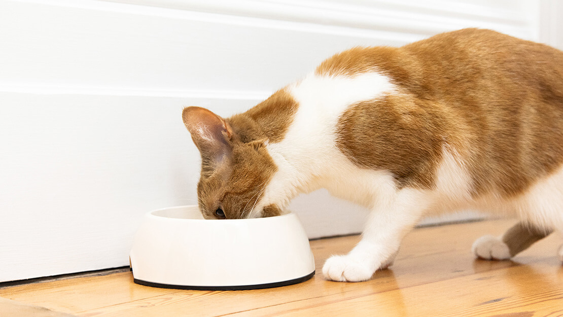 Gamme d’aliments pour chat à la digestion difficile