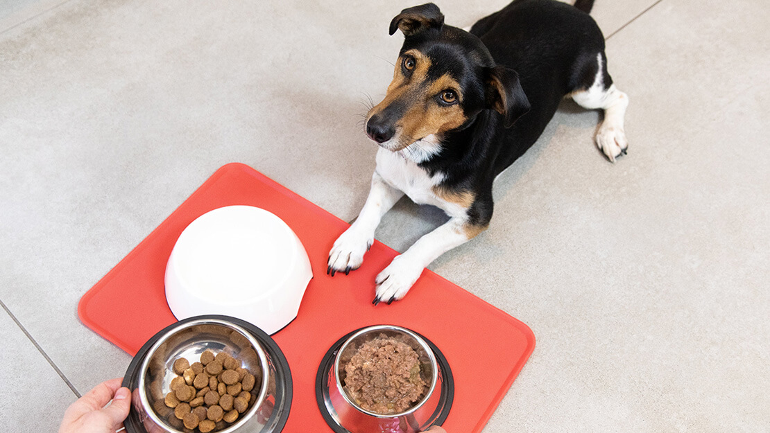 Liste Hundefutter für erwachsene Tiere