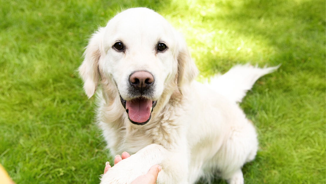 Gamme d’aliments pour chien de grande taille