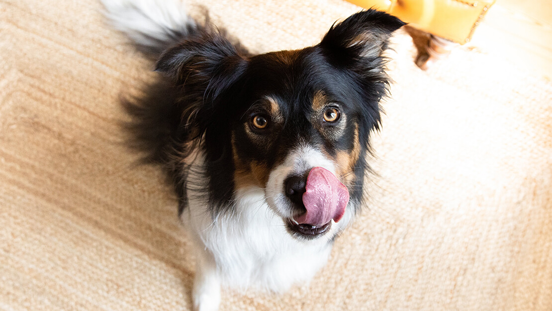 Gamme d’aliments pour chien à la digestion difficile