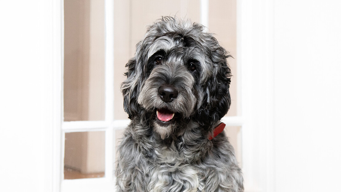 Gamme de nourriture pour chien à la peau sensible