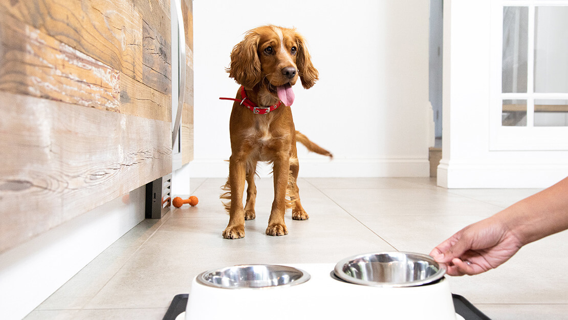 Gamme d’aliments pour la santé gastro-intestinale du chien