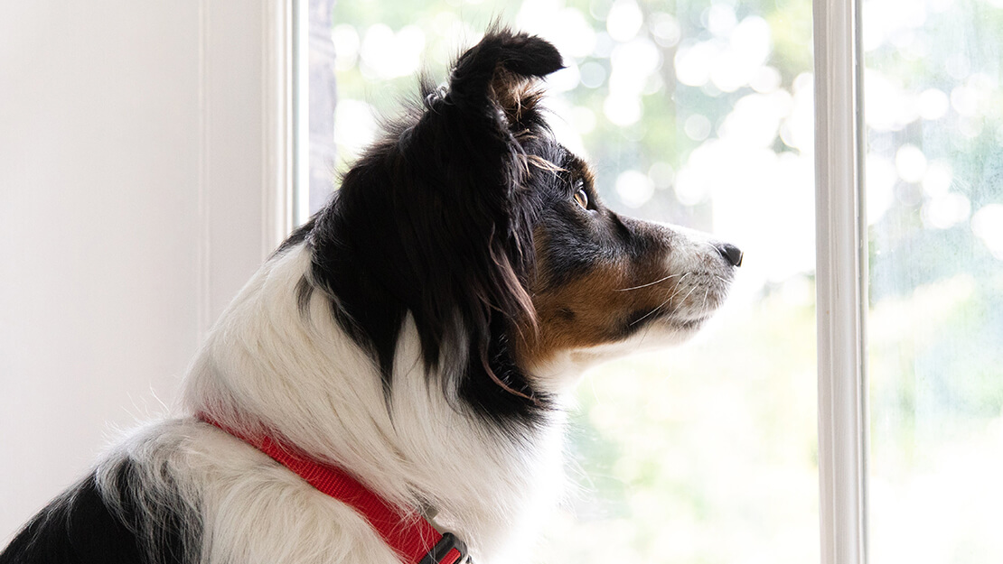 Gamme de nourriture pour chien aux besoins spéciaux