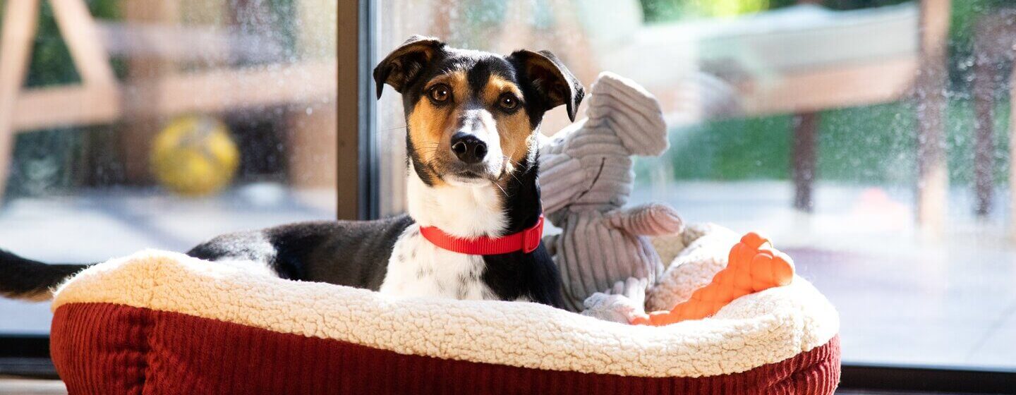 Chien attendant dans son panier