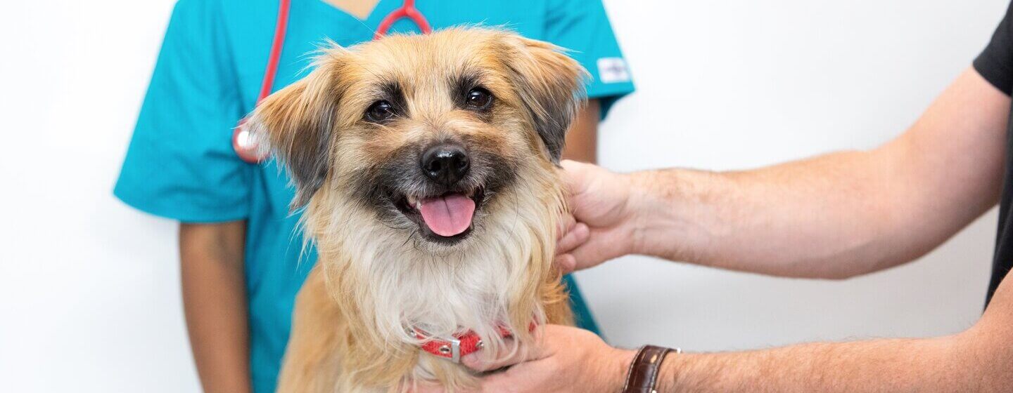 Hellbrauner Hund sitzt mit heraus hängender Zunge auf Tierarzttisch