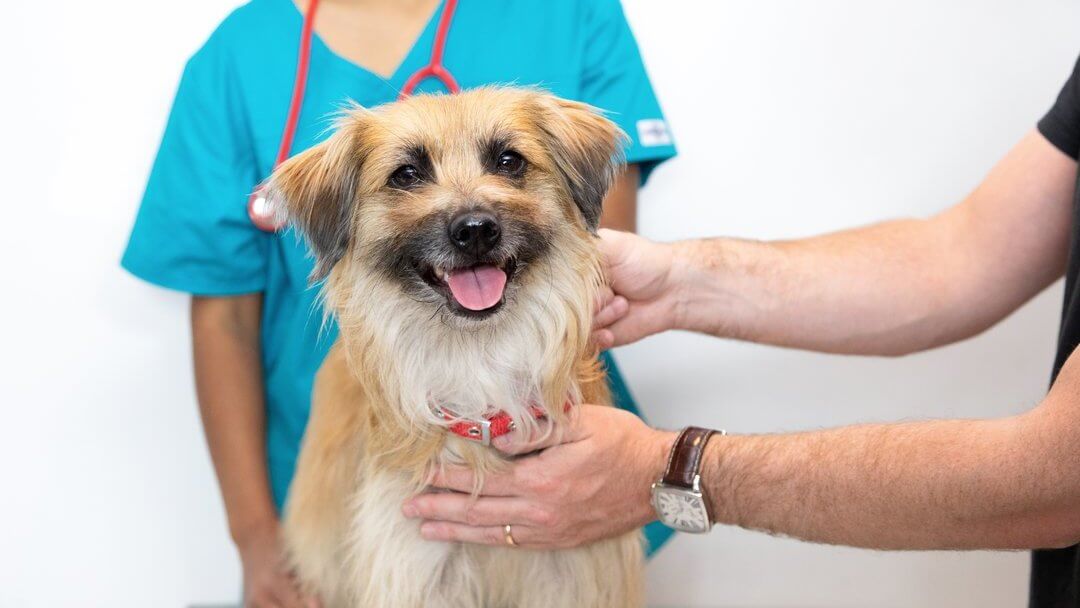 Hellbrauner Hund sitzt mit heraus hängender Zunge auf Tierarzttisch