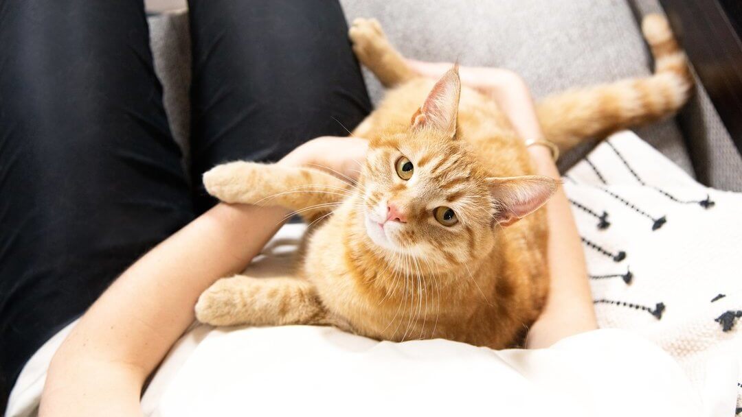Rote Katze wird vom Besitzer im Arm gehalten