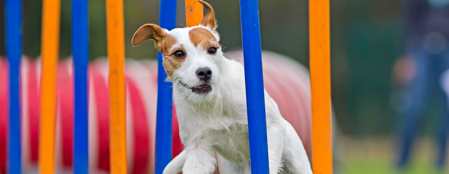 Kleiner Hund läuft über einen Agility-Parcours