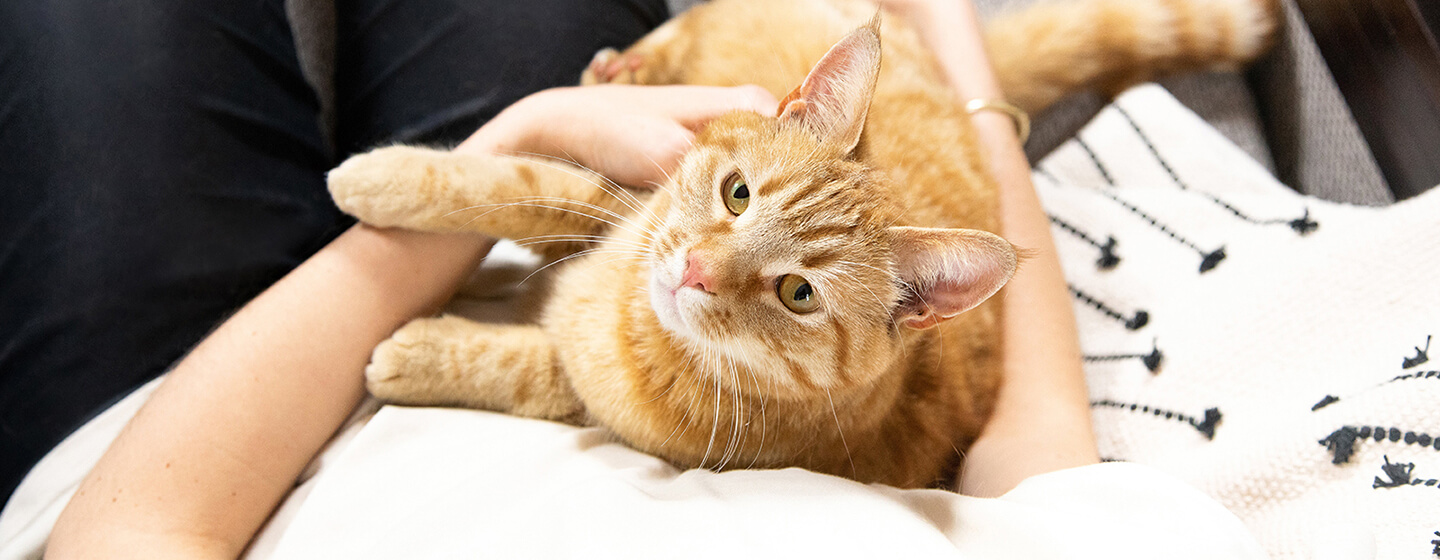 Femme tenant un chat dans ses bras